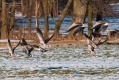108_Biebrza - marzec 2013